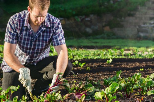 A man wearing a checked shirt and gloves is kneeling in a garden, tending to a bed of leafy vegetable plants with green and purple stems, which are growing in dark, well-tilled soil. The garden has organized rows of plants, surrounded by a lush, green environment, likely during daytime with natural sunlight illuminating the scene. In the background, there are more garden beds and a natural landscape with trees and shrubs, suggesting a well-maintained outdoor space typical of residential landscaping in Clapham. The scene reflects active outdoor gardening, emphasizing healthy plant growth and soil care, supporting gardening and landscaping services such as planting, soil preparation, and vegetable cultivation offered by landscapers in the Clapham area while maintaining a natural and professional tone.