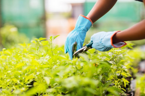 The image shows a gardener wearing blue gardening gloves working in a lush, green outdoor space, likely a backyard or landscaped garden near Clapham. The gardener's hands are seen tending to dense, leafy shrubs or plants, with a garden tool partially visible. The background features more greenery, including trees and other foliage, with natural sunlight illuminating the scene, suggesting a bright, clear day. The garden has well-maintained plant beds with healthy, vibrant growth, contrasting with the darker soil and pointed plant tips. The scene reflects professional outdoor maintenance or gardening activity, typical of services offered by landscaping companies like Landscapers Clapham, focusing on shrub trimming and garden upkeep within the local garden landscape in southwest London. The image emphasizes careful hand maintenance procedures in a tidy, organized outdoor environment, supporting local gardening and lawn care services aimed at enhancing residential garden aesthetics.