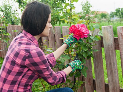 A woman wearing a pink and black checked shirt and gardening gloves is pruning a vibrant pink rose bush along a wooden fence in a back garden. The fence consists of vertical wooden panels, weathered with a natural grey tone, and surrounds a landscaped yard with a neatly maintained grassy lawn in the foreground. Behind the fence, green foliage from trees and shrubs creates a lush background, with a few distant houses visible under a partly cloudy sky. The roses are in full bloom, displaying rich pink petals, while the overall scene suggests active gardening and outdoor maintenance typical of a residential garden in Clapham. The lighting indicates a mild, overcast day, ideal for outdoor work, and the gardener's careful pruning aligns with sustainable gardening practices emphasized by landscapersclapham.co.uk.