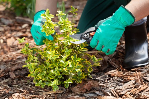 Professional garden clearance services in Clapham
