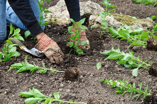 The image shows a gardener planting a small shrub or young bush into the soil of a well-maintained backyard garden, with several other similar plants already established nearby. The gardener is wearing gardening gloves and is using a trowel to carefully position the plant into the ground, surrounded by dark, loose soil that has been freshly prepared. The garden features a mixture of lush green foliage, including low-growing plants and young shrubs with broad leaves. In the background, there are mature trees and a border of stones or rocks, framing the flower bed or planting area. The scene indicates a clear, likely sunny day with natural lighting illuminating the garden, highlighting the healthy green tones of the plants and the rich soil. The garden layout appears organized with a focus on cultivating an inviting outdoor space, aligning with gardening and landscaping services offered by companies like Landscapers Clapham.