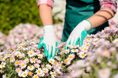 Clapham garden showcasing diverse plant species