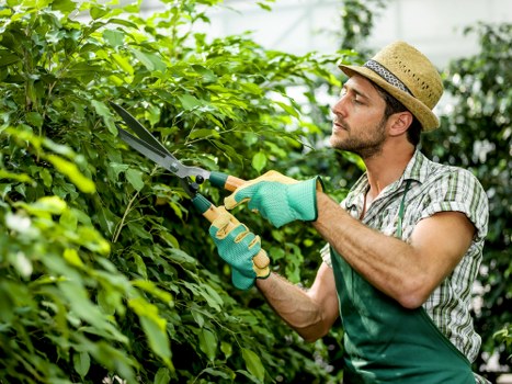 A man wearing a straw hat, plaid shirt, and gardening gloves is trimming dense green hedges in a well-maintained outdoor garden space. The garden features a neatly edged lawn with lush, evenly cut grass and a variety of shrubbery bordered by a paved pathway. Behind him, taller trees provide additional greenery, while sunlight filters softly through the foliage, suggesting a bright day with clear weather. The scene depicts a controlled landscape that showcases elements such as trimmed hedges, grass, and soil beds, all contributing to an organized garden layout typical of residential outdoor spaces in Clapham. This image aligns with gardening services offered by Landscapers Clapham, highlighting hedge trimming and general lawn care within a landscaped yard.