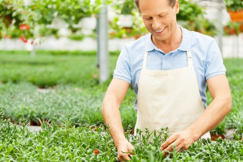 A middle-aged man in a light blue shirt and beige apron working in a lush garden, surrounded by dense green foliage and blooming red flowers. He is tending to a bed of small, leafy plants with his hands, which are arranged in neat rows. The garden features well-maintained grass, a paved pathway, and mature trees in the background providing shade. The environment appears bright and partly sunny, with natural light illuminating the vibrant greenery and colorful flowers, indicating an outdoor gardening space typical of back gardens in the Clapham area. This scene exemplifies professional gardening practices such as planting and garden maintenance, reflecting services offered by companies like Landscapers Clapham in the London SW4 postcode, focusing on landscaping and outdoor care.