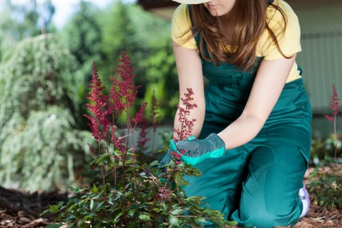 Cost comparison for hedge trimming services in Clapham