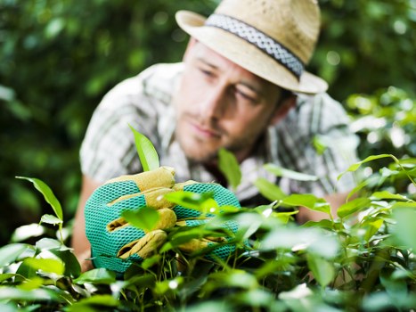 A close-up view of a gardener wearing a straw hat and teal gardening gloves, carefully pruning or inspecting green leafy bushes in a well-maintained garden. The background features lush greenery, including mature trees and a neatly edged flower bed, indicative of attentive outdoor landscaping typical in residential gardens within the Clapham area. The scene is illuminated by natural daylight, suggesting a clear, mild weather day suitable for gardening activities. The garden layout includes a dense lawn area with healthy, evenly cut grass, surrounded by a mixture of shrubs and flower beds, demonstrating professional garden design and maintenance. This scene highlights the importance of regular garden care, such as pruning and shrub maintenance, and reflects the scope of services offered by landscapers in Clapham for creating and maintaining attractive outdoor spaces.