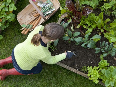 A woman with light brown hair tied back, dressed in a bright yellow-green sweater, dark jeans, and red rubber boots, is crouching in a well-maintained garden bed. She is tending to a variety of lush, healthy vegetable plants and leafy greens, which are edged with a wooden border. The garden bed is filled with dark, rich soil, and includes broad-leafed vegetables with dark purple and green foliage, as well as lighter green herbs. The surrounding area features a neatly kept grass lawn, and nearby gardening tools, such as a wooden tray with small gardening implements, are visible. The scene is set outdoors on a clear, bright day, suggesting good weather suitable for gardening work, with the overall environment reflecting a thoughtfully landscaped outdoor space typical of residential gardens in Clapham or similar areas. Landscapers Clapham offers services related to gardening and outdoor maintenance that align with this type of garden setting.