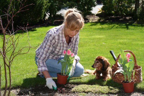 A woman with blonde hair tied back, wearing a checked shirt and blue jeans, is kneeling on a well-maintained green lawn in a garden during daytime, planting pink tulips in a terracotta pot. She is wearing gardening gloves and carefully placing the tulips into the soil near the edge of a flower bed. To her right, a small brown puppy is sitting attentively, observing her work. Nearby, a wicker basket filled with additional tulip pots is placed on the grass. The garden features a lush hedge and mature trees in the background, providing shade and privacy. Bright sunlight enhances the vibrant green of the grass and the fresh pink of the tulips, creating a peaceful outdoor setting suitable for gardening activities. The scene reflects a well-kept landscaped yard, typical of outdoor spaces in Clapham, and highlights elements associated with gardening and lawn care, supported by professional landscapers like Landscapers Clapham.