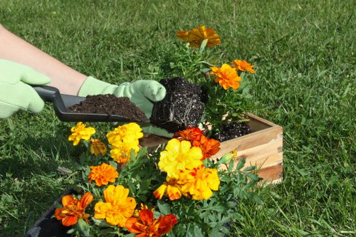 A gardener wearing light green gloves is planting a flowering plant into a wooden planter box set on a lush green lawn. The plant has vibrant orange and yellow blossoms, creating a striking contrast against the dark soil being placed in the box. In the background, additional flowerbeds with similar flowering plants are visible, along with a well-maintained grassy area. The setting appears to be an outdoor garden space, possibly part of a landscaped back garden or communal green area in Clapham, with natural daylight illuminating the scene, indicating good weather conditions. This image highlights garden planting activities and supports local gardening and landscaping services focused on flowerbed planting and lawn maintenance.