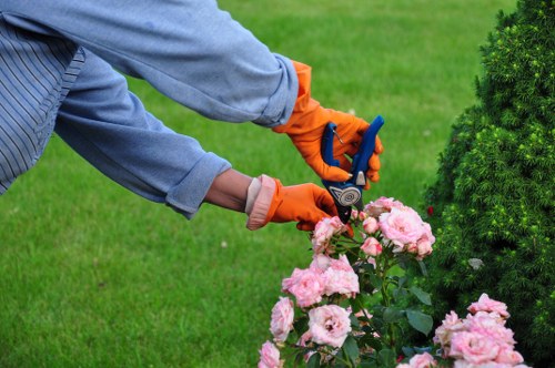 A gardener wearing a light blue shirt and bright orange gardening gloves is pruning a pink flowering shrub with a garden shear in a well-maintained outdoor space. The garden features a lush, green lawn in the foreground, with a dense evergreen bush to the right and a neat hedge line in the background, indicating organized landscaping typical of a garden in Clapham. The flowering shrub displays clusters of pale pink blooms contrasting with deep green leaves, and the soil around the plant appears freshly tended. The overall environment is bright and sunny, suggesting good weather conditions suitable for outdoor gardening work. This scene exemplifies professional gardening practices, possibly supported by local landscapers such as Landscapers Clapham, focusing on healthy plant maintenance and aesthetic landscaping within a typical residential garden setting near the SW4 postcode area.