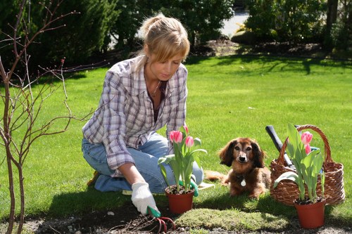 Lush Clapham garden lawn maintenance