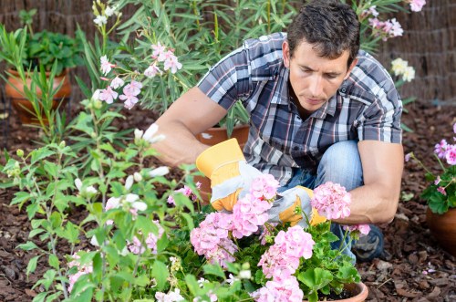 A man wearing a short-sleeved, checkered shirt is kneeling in a garden, carefully tending to pink flowering plants with a small gardening trowel. The garden features a variety of lush, green foliage, including flowering plants with pink and white blossoms, and is bordered by dark soil and mulch. In the background, there are potted plants and a wooden fence, indicating a well-maintained outdoor space. The scene is set in natural daylight, with the man focused on planting or pruning, reflecting typical gardening activities associated with professional landscaping and garden care in Clapham. This image highlights the detail and care involved in maintaining a vibrant, flower-filled garden area, supporting services offered by Landscapers Clapham within the local gardening and outdoor maintenance sector.